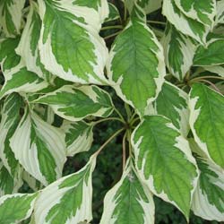 cornus controversa variegata